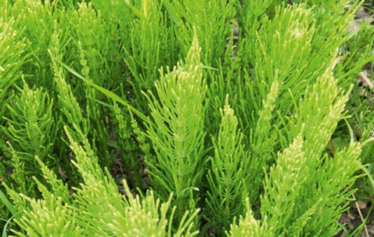 6 Tea felfázásra mezeizsurlo-top 6 legjobb teából kiváló felfázás elleni teakeverék