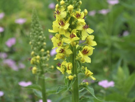 6 Tea felfázásra teakeverék aprobojtorjan- top 6 legjobb teából kiváló felfázás elleni teakeverék