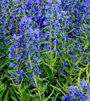 6 Tea felfázásra teakeverék kigyoszisz-top 6 legjobb teából kiváló felfázás elleni teakeverék