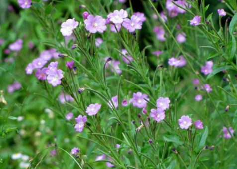 6 Tea felfázásra teakeverék kisvirágú füzike-top 6 legjobb teából kiváló felfázás elleni teakeverék