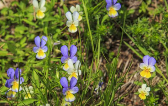 6 Tea felfázásra teakeverék vadarvacska-top 6 legjobb teából kiváló felfázás elleni teakeverék