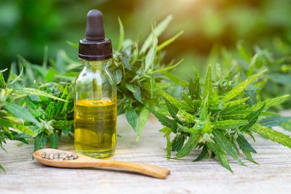 kannabisz gyógynövény hatásai, kendermag gyógynövény, CBD gyógyhatásai