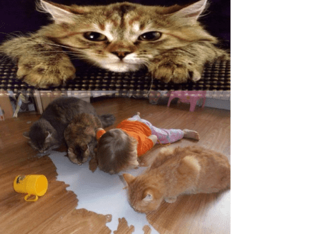 Cicák és kislány tejet eszik