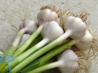 11-legjobb-fokhagyma-egeszsegugyi-elonyei