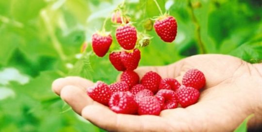 Raspberries