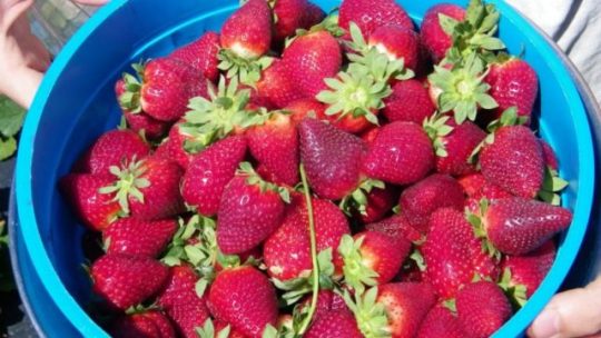 Strawberriesacai berry, goji berry, billberry, fekete áfonya legegészségesebb ételek