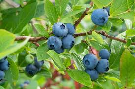 blueberries, feketeáfonya