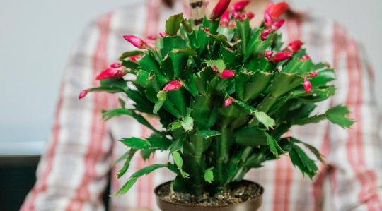 Így duplázhatod meg a karácsonyi kaktuszodat, 