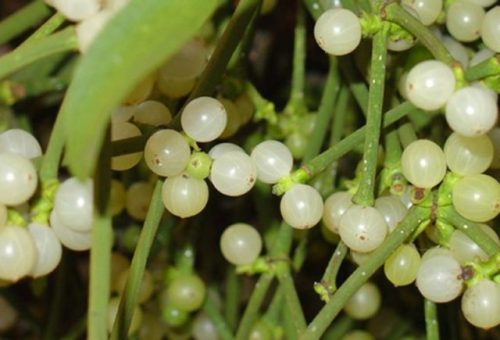 fagyongy bizonyított vérnyomáscsökkentő