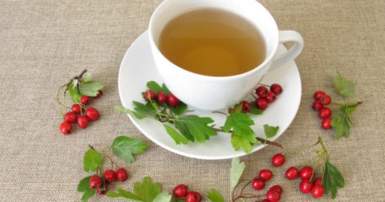 galagonya-szívre keringésre-ható erős gyógynövény.jpg