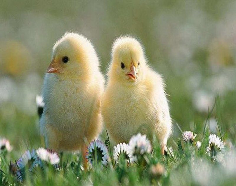 Húsvéti ünnepek, Húsvéti locsoló versek, Húsvét ünnepek képek. Jézus feltámadása