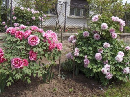 Pünkösd húsvét megkoronázása. piros pünkösd napja pünkösdi rózsa